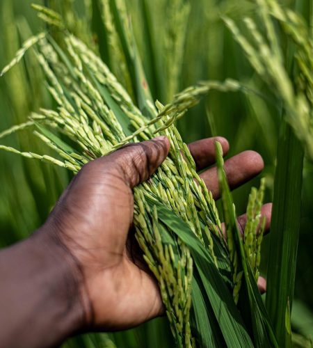 rice, grain, plant, food, harvest, hand, agriculture, farming, cultivation, organic, plantation, landscape, nature, burundi, bujumbura, rice, rice, rice, rice, rice