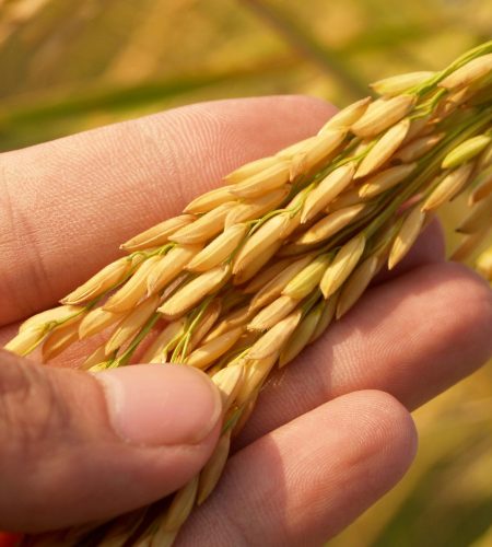 Detailed image of a hand gently cradling ripe rice grains, symbolizing harvest and agriculture.